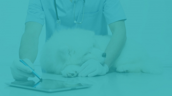 Veterinary Software Programs